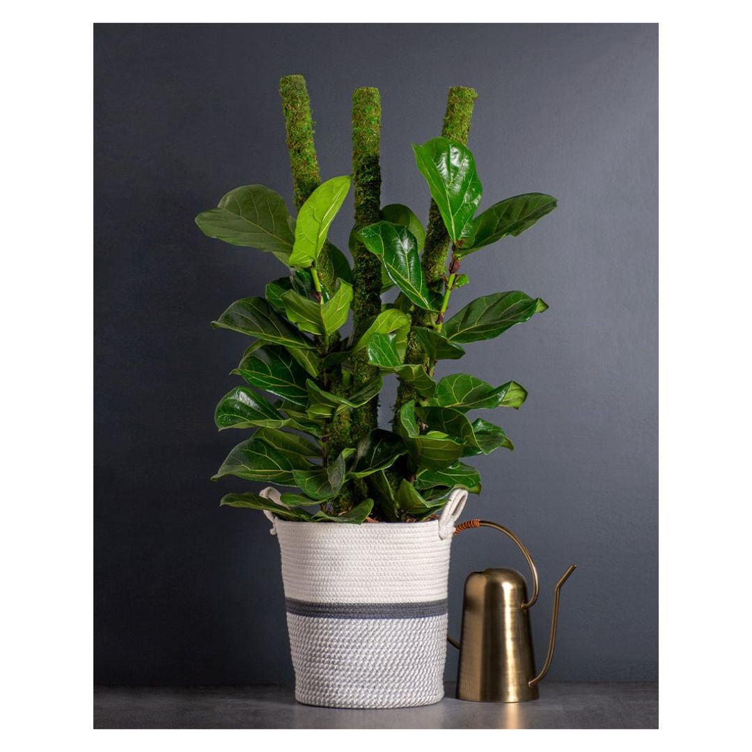 SuperMoss Moss Pole – 24″